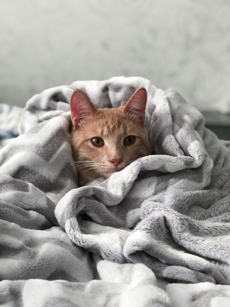 An orange cat wrapped in a fuzzy blanket