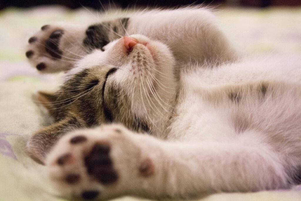 A napping kitten